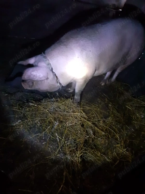 Vand porc crescut la tara natural 14 lei kg aproximativ 180 kg