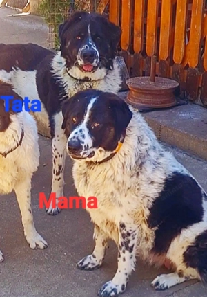 Ciobanesc de Bucovina  - imagine 3