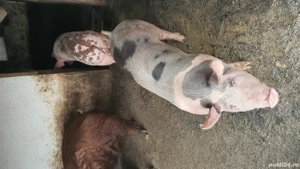 vand porci  - imagine 2