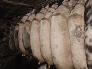 Vând porcii marele alb cu petrean  - imagine 2