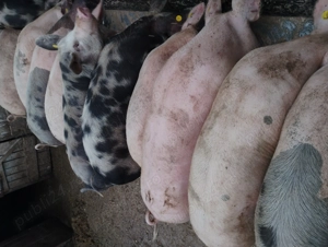 Vând porcii marele alb cu petrean  - imagine 3