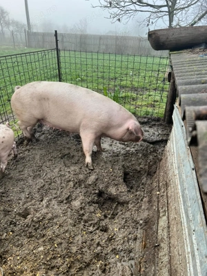 Purcea landras fara grasime - imagine 3