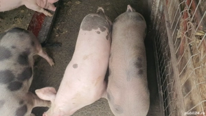 vand porci  - imagine 3