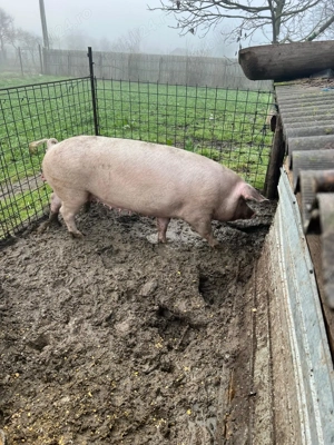 Purcea landras fara grasime - imagine 2