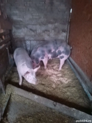 pentru sacrificat  are in jur de 190 kg - imagine 3