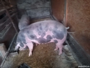 pentru sacrificat  are in jur de 190 kg - imagine 2