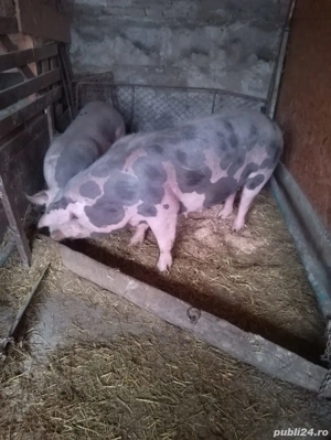 pentru sacrificat  are in jur de 190 kg - imagine 4