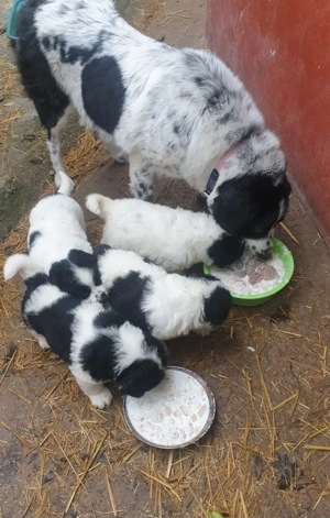 Ciobanesc de Bucovina  - imagine 2