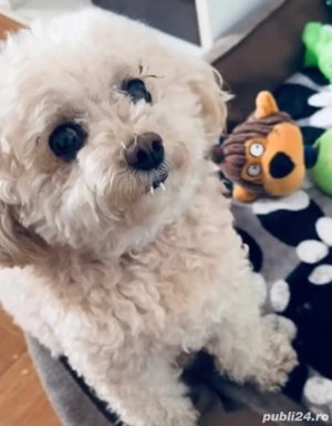 Puiut bishon talie mica 2 luni vaccinat si deparazitat