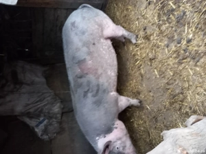 porci de vânzare  - imagine 2