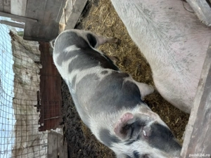 porci de vânzare  - imagine 3