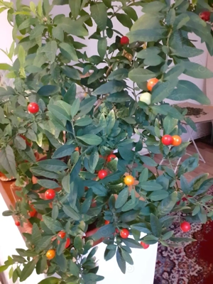 De vânzare flori la ghiveci 