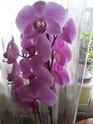 De vânzare flori la ghiveci 