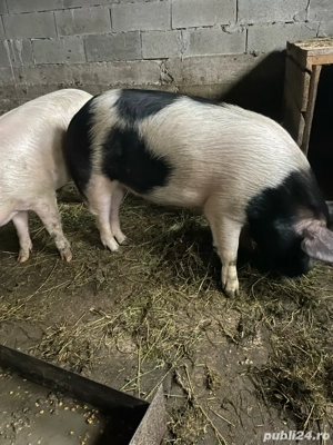 Vând porci pt sărbători  - imagine 4
