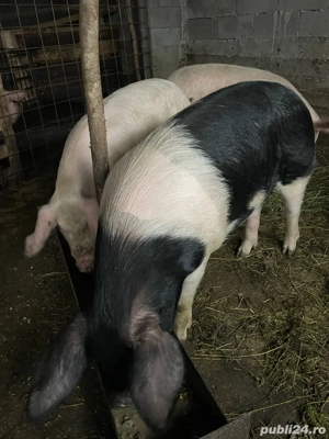 Vând porci pt sărbători  - imagine 3