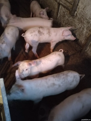 Vând purcei  - imagine 2