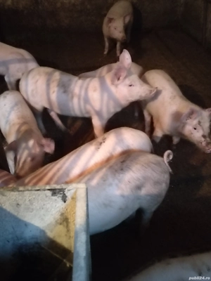 Vând purcei  - imagine 3