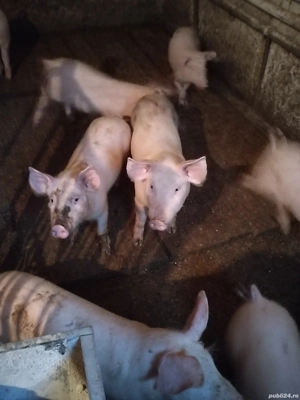 Vând purcei  - imagine 4