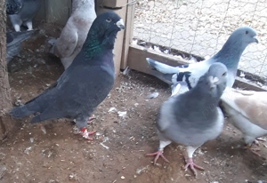 Porumbei voiajor standard  - imagine 3