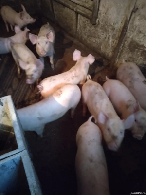 Vând purcei  - imagine 5