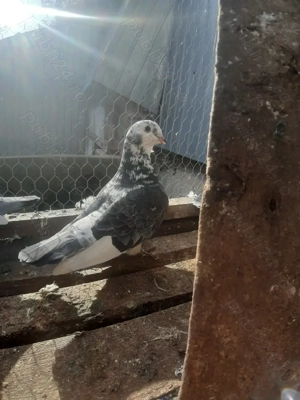 Porumbei voiajor standard  - imagine 2