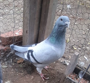 Porumbei voiajor standard 