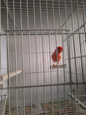 Canari de vanzare - imagine 2