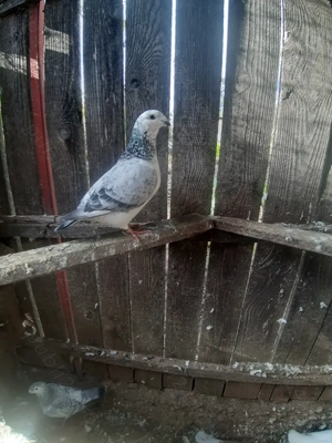 Porumbei voiajor standard  - imagine 4