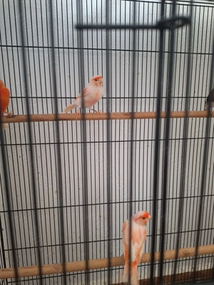 Canari de vanzare - imagine 3