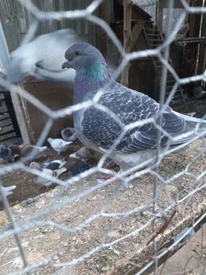 Porumbei voiajor standard  - imagine 5