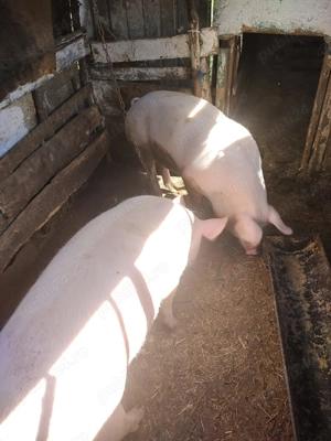 purcei burlincași - imagine 3