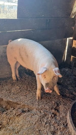 Porc de vânzare 
