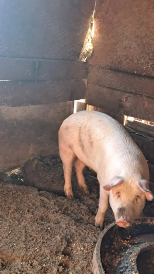 Porc de vânzare  - imagine 2