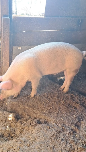 Porc de vânzare  - imagine 4