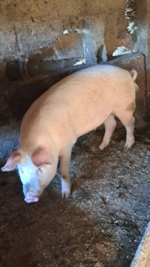 Porc de vânzare  - imagine 3