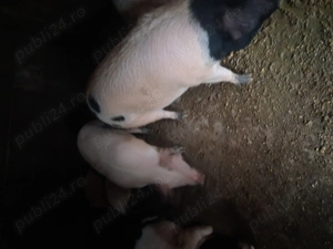 Vand porci 150 160 kg