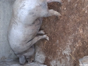 Vand porci  - imagine 2