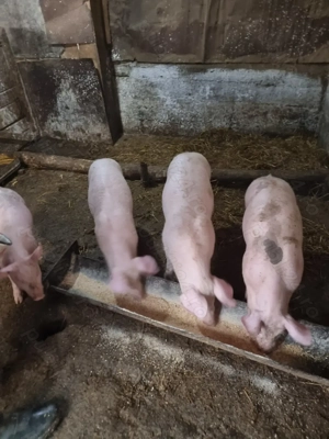 Vând purcei landrace  - imagine 2