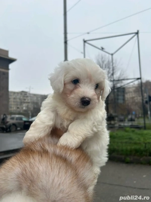 Bishon malteze  foarte adorat de cei mici 