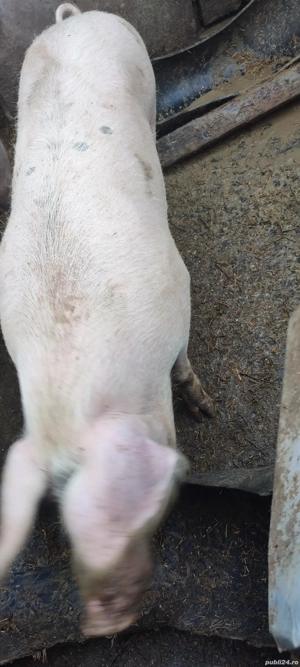 vând porc de carne - imagine 2
