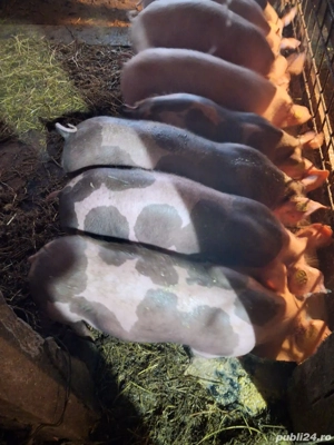 Vand purcei  - imagine 3