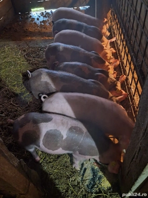 Vand purcei  - imagine 2