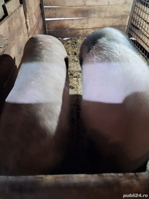 Vand porci  - imagine 2