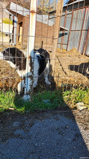 Ciobanesc de Bucovina  - imagine 3