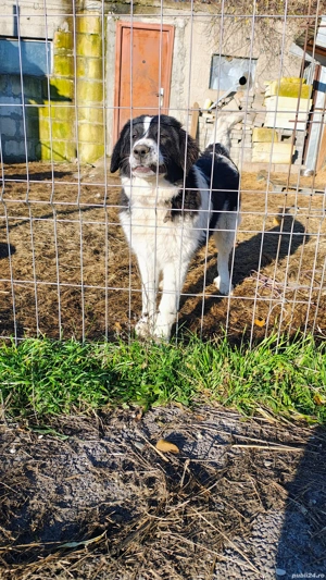 Ciobanesc de Bucovina  - imagine 2