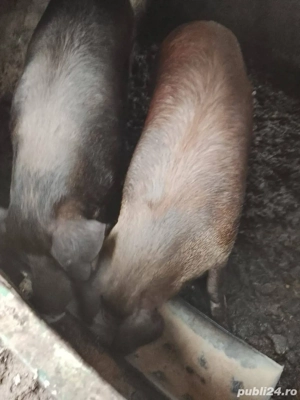 Vand porci Duroc!  - imagine 2