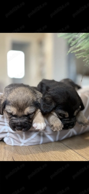 Metis Beagle - imagine 4