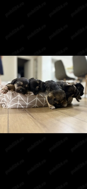 Metis Beagle - imagine 3