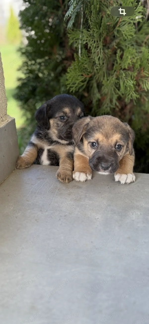 Metis Beagle - imagine 5