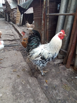 Cocos brahma de anul acesta 